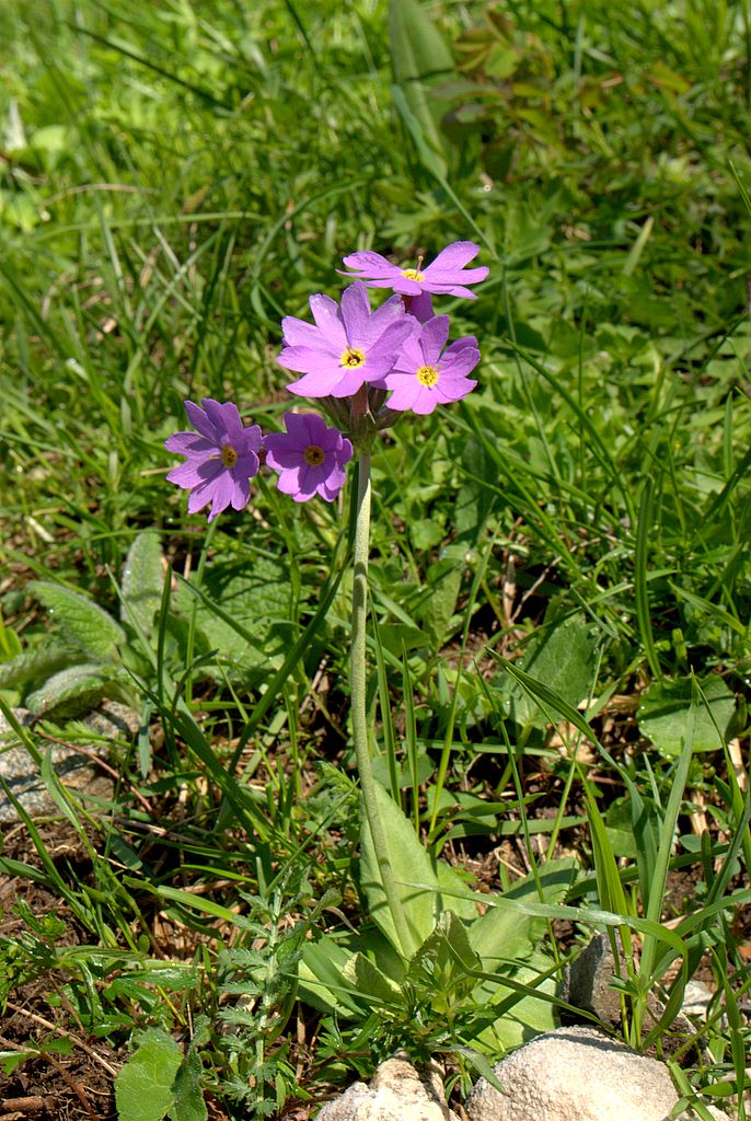 Primula halleri