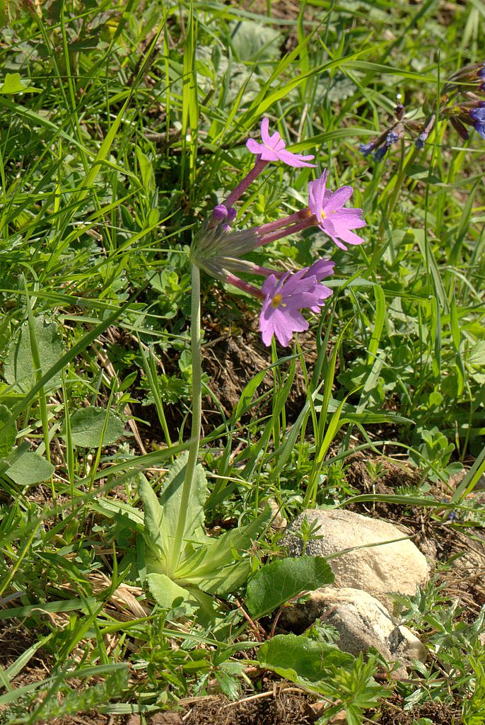 Primula halleri