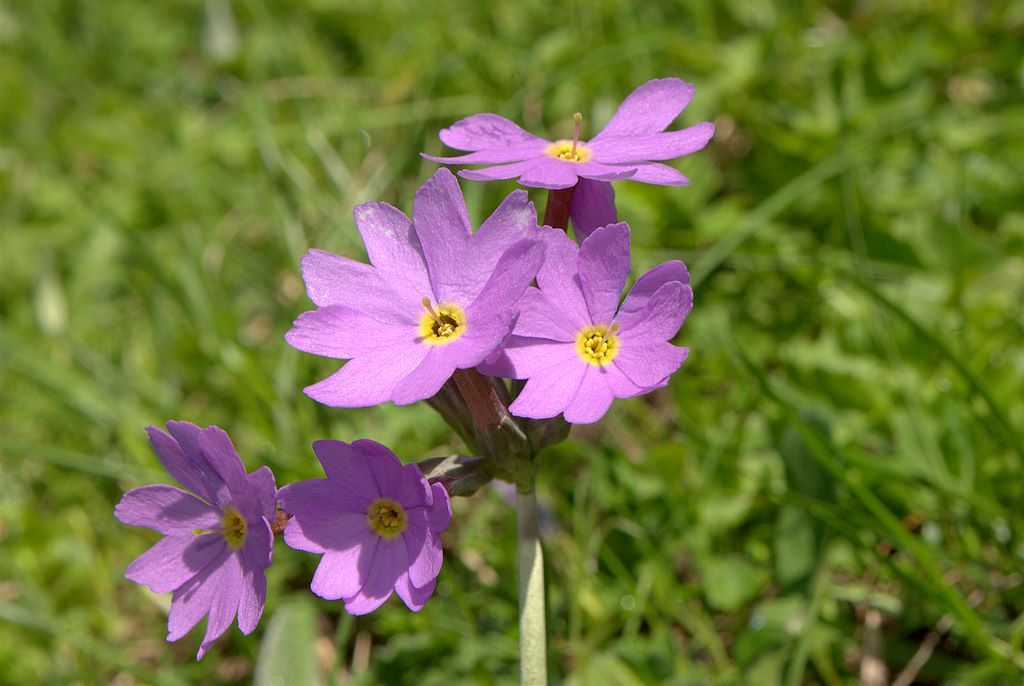 Primula halleri