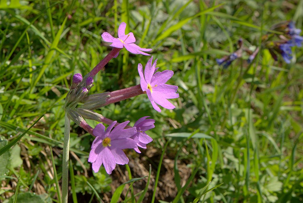 Primula halleri