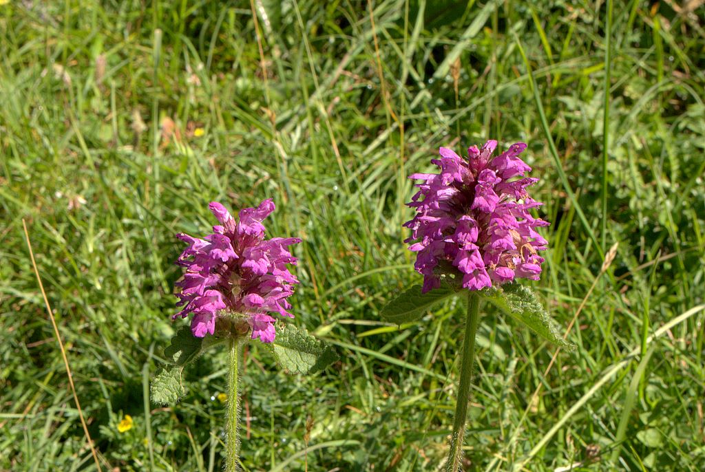 Betonica hirsuta (=Stachys pradica) / Betonica densiflora