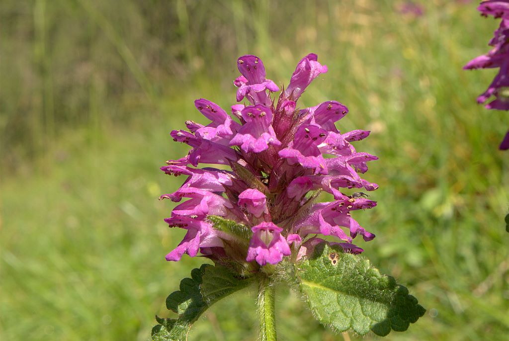 Betonica hirsuta (=Stachys pradica) / Betonica densiflora