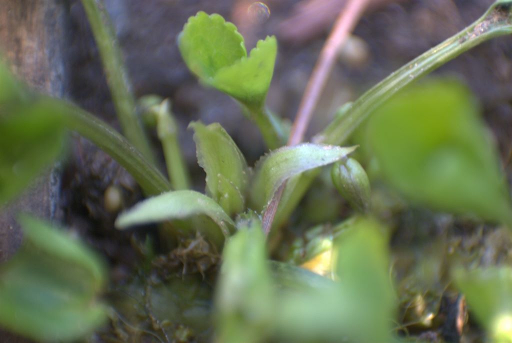 Viola sororia  / Viola sorella