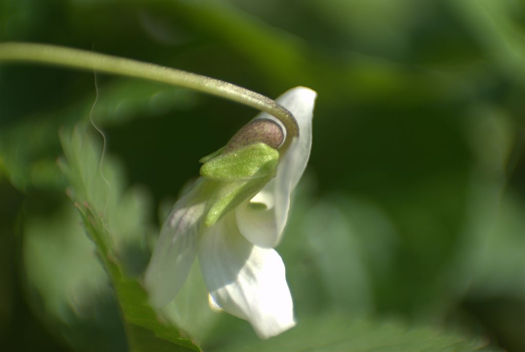 Viola sororia  / Viola sorella