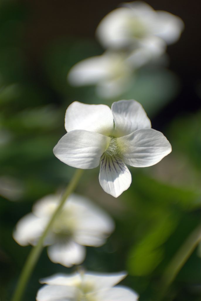 Viola sororia  / Viola sorella