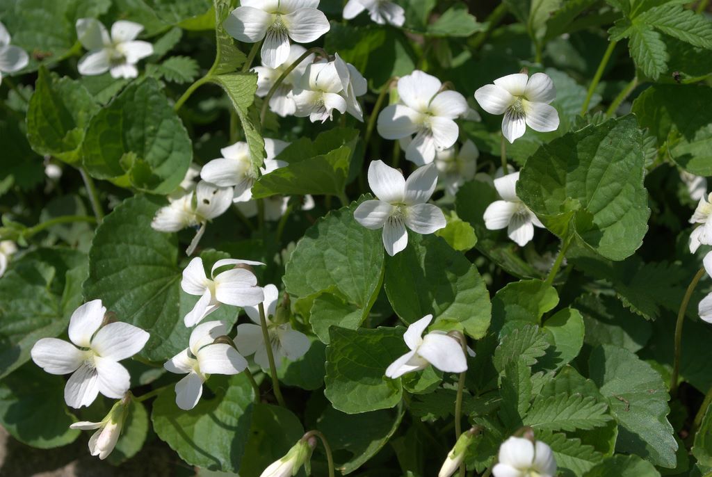 Viola sororia  / Viola sorella