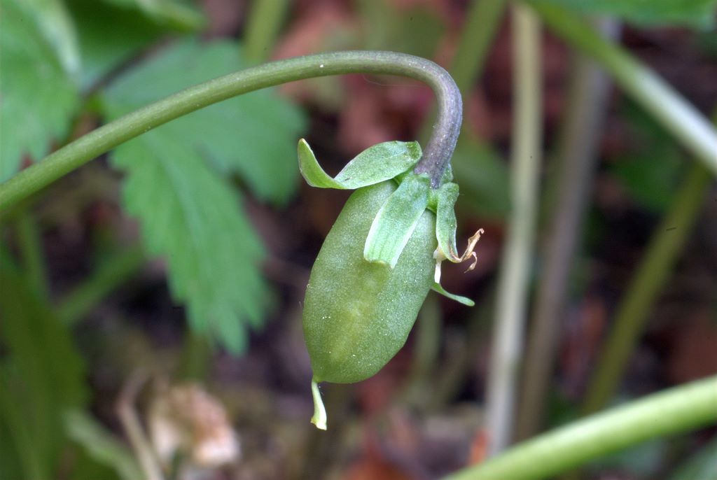 Viola sororia  / Viola sorella