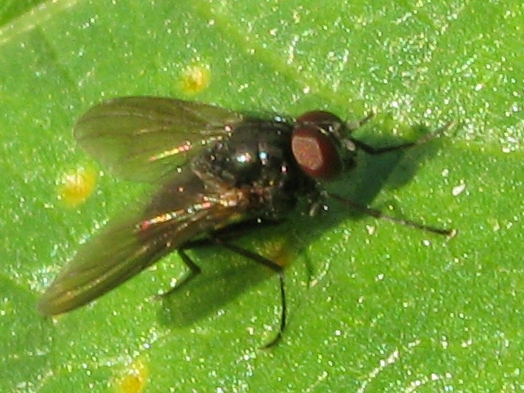 Hebecnema  sp.  (Muscidae)