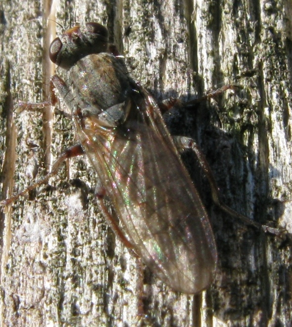 Anthomyiidae? No, Scathophagidae, psb Conisternum decipiens