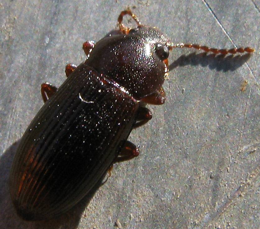 coleotterino: Tenebrionidae