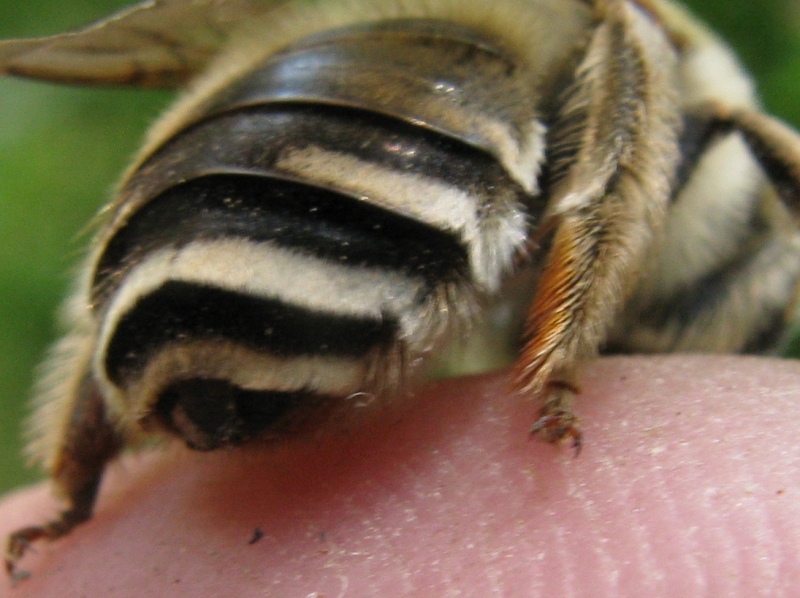 Altra anthophora? No,  Eucera sp.