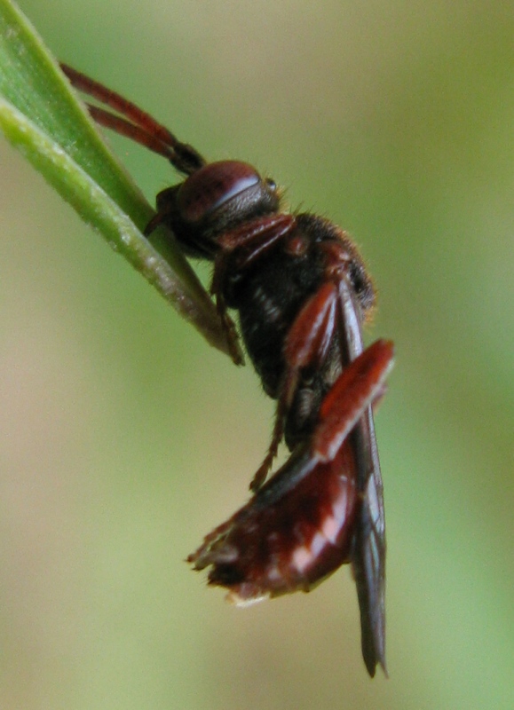femmina di Nomada femoralis addormentata