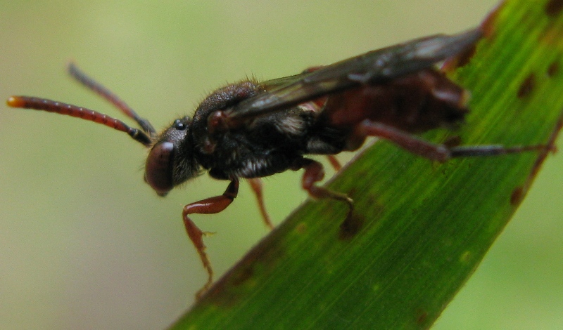femmina di Nomada femoralis addormentata