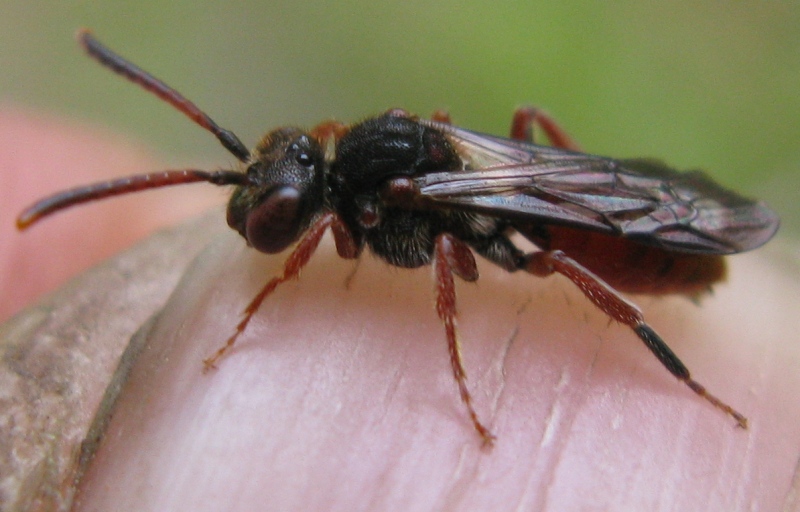 femmina di Nomada femoralis addormentata