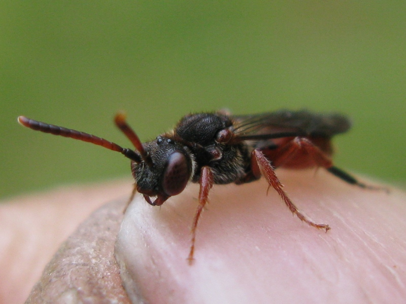 femmina di Nomada femoralis addormentata