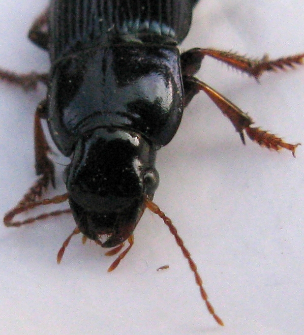 Carabide: Harpalus rubripes