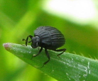 Histeridae:  Onthophilus striatus striatus