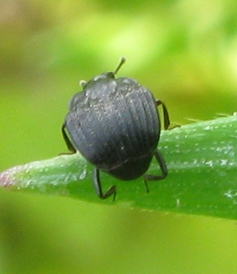 Histeridae:  Onthophilus striatus striatus