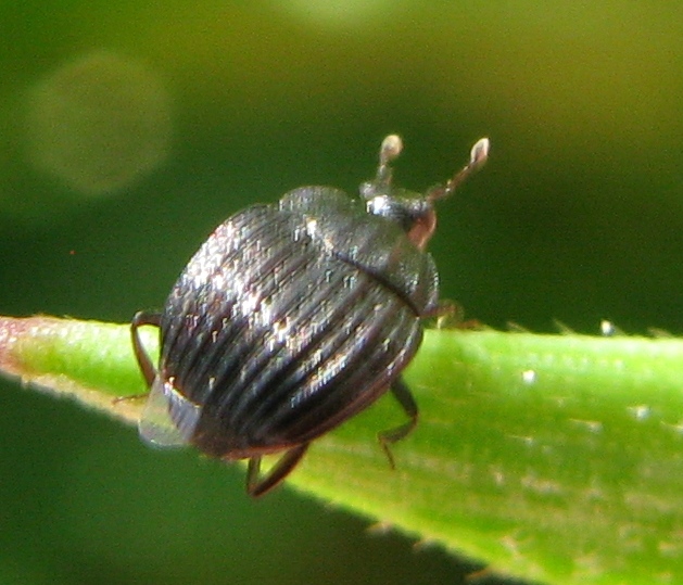 Histeridae:  Onthophilus striatus striatus