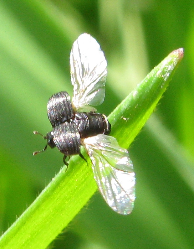 Histeridae:  Onthophilus striatus striatus