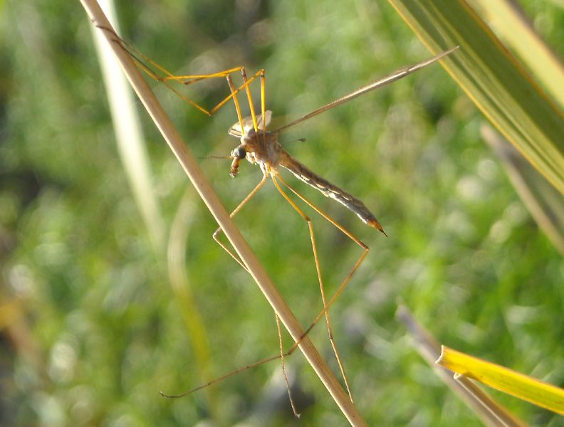 Tipulidae