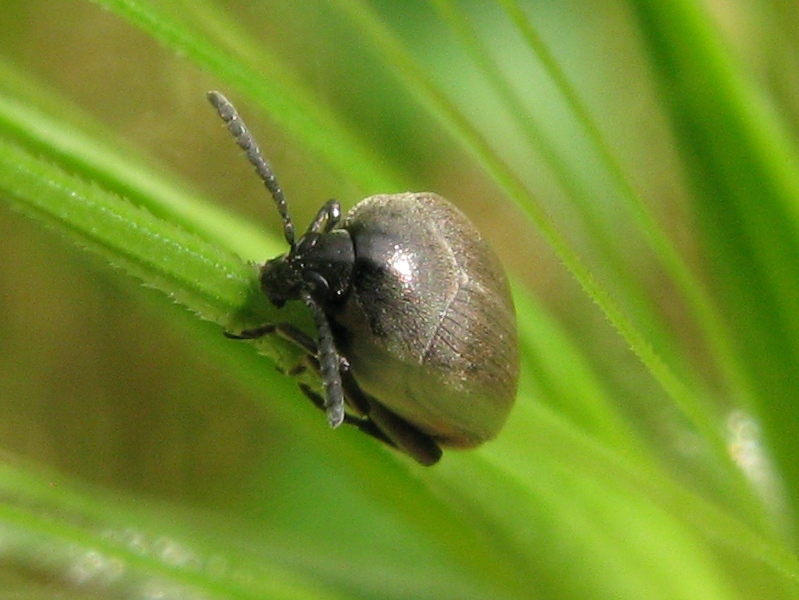 Chrysomelidae Bruchinae: Spermophagus sp.