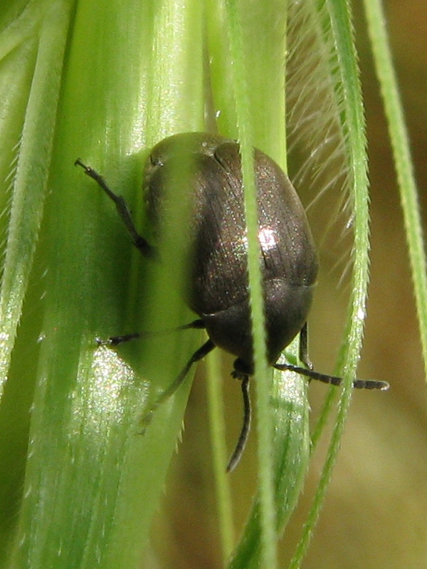 Chrysomelidae Bruchinae: Spermophagus sp.