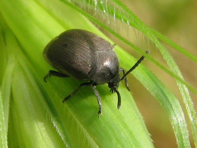 Chrysomelidae Bruchinae: Spermophagus sp.