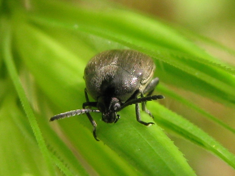 Chrysomelidae Bruchinae: Spermophagus sp.