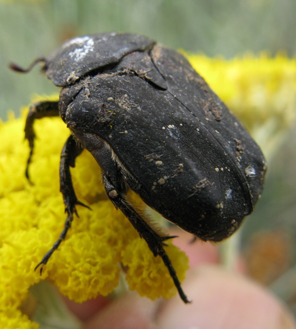 Aethiessa floralis ? No, Protaetia morio