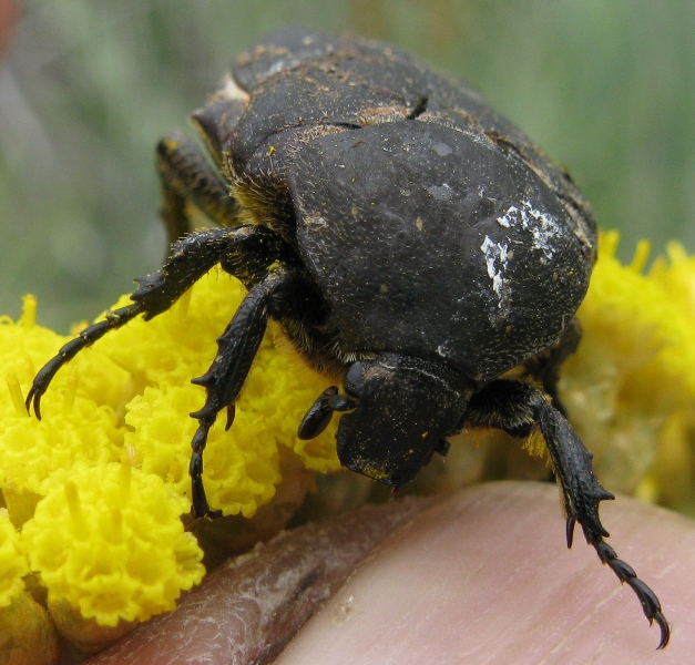 Aethiessa floralis ? No, Protaetia morio