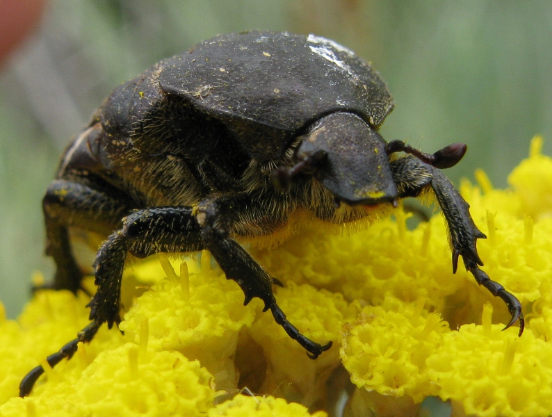 Aethiessa floralis ? No, Protaetia morio