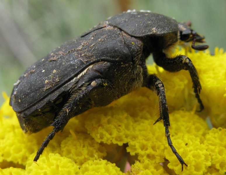 Aethiessa floralis ? No, Protaetia morio