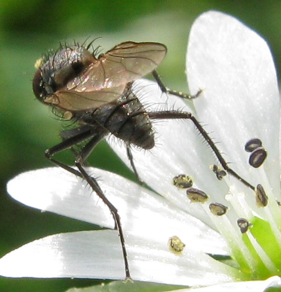 Delia platura M (Anthomyiidae).