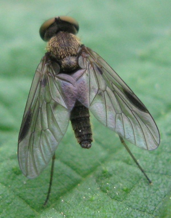 Chrysopilus splendidus, rhagionidae