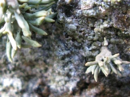 Roccella phycopsis - Lichene di Procida
