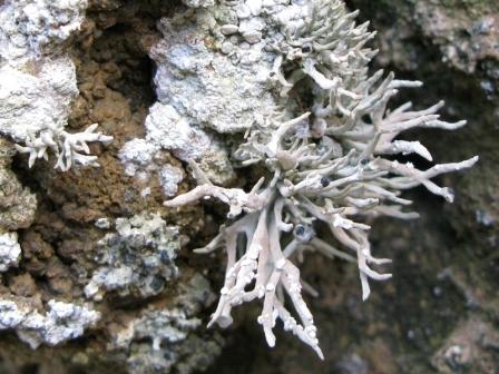 Roccella phycopsis - Lichene di Procida