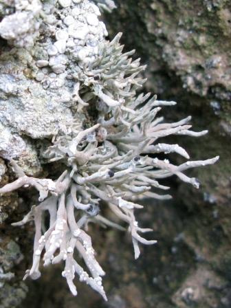 Roccella phycopsis - Lichene di Procida