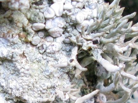 Roccella phycopsis - Lichene di Procida