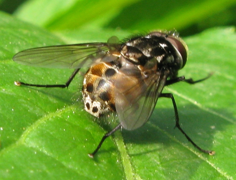 Graphomya maculata M (Muscidae)
