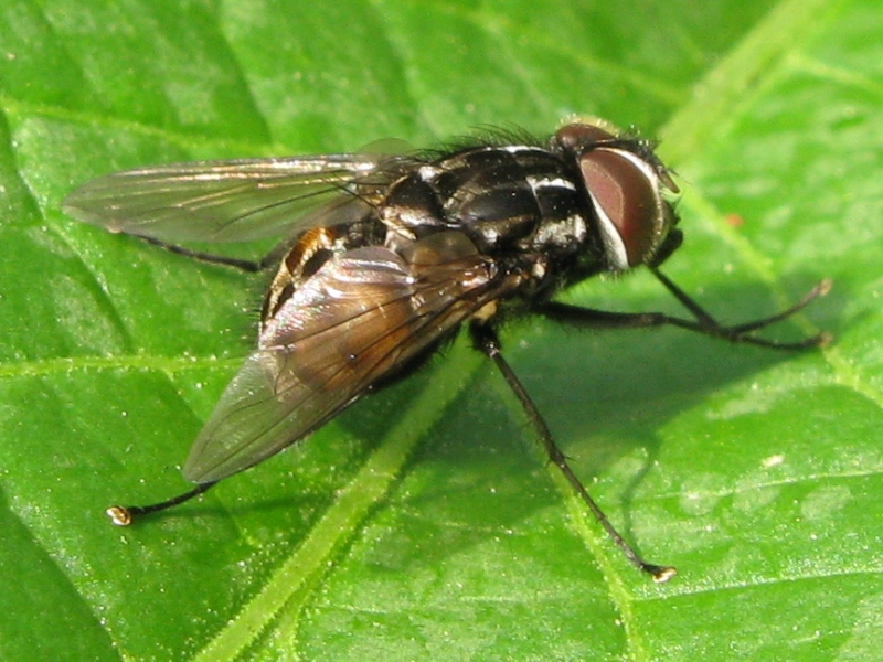 Graphomya maculata M (Muscidae)