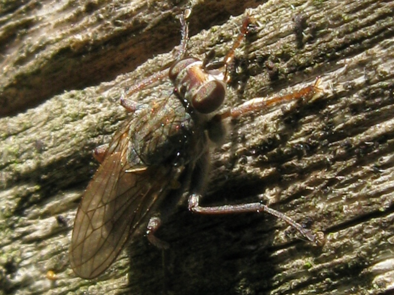 Anthomyiidae? No, Scathophagidae, psb Conisternum decipiens