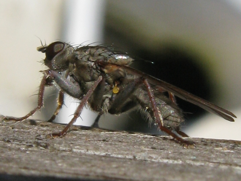 Anthomyiidae? No, Scathophagidae, psb Conisternum decipiens