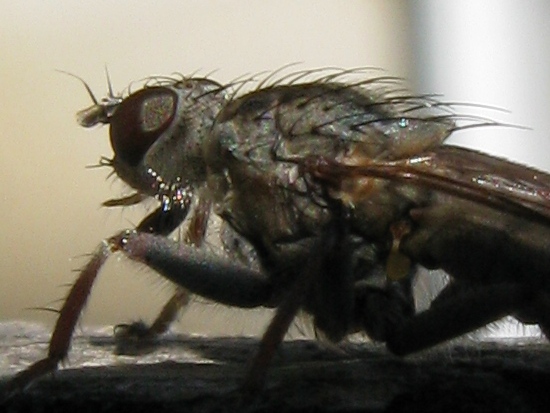 Anthomyiidae? No, Scathophagidae, psb Conisternum decipiens