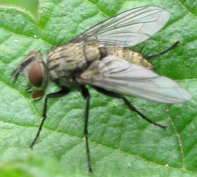 Tachinidae