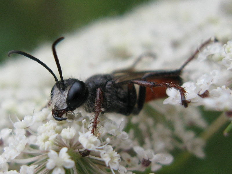 Sphecidae, Prionyx  lividocinctus ??