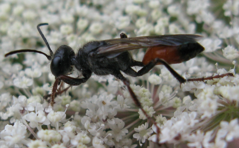 Sphecidae, Prionyx  lividocinctus ??