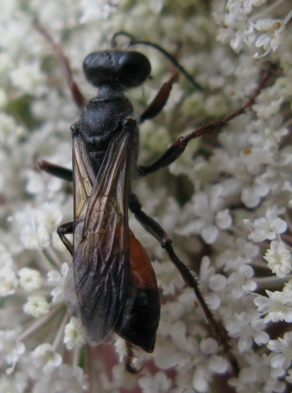 Sphecidae, Prionyx  lividocinctus ??