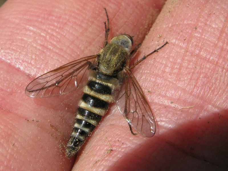 Altro therevidae ?