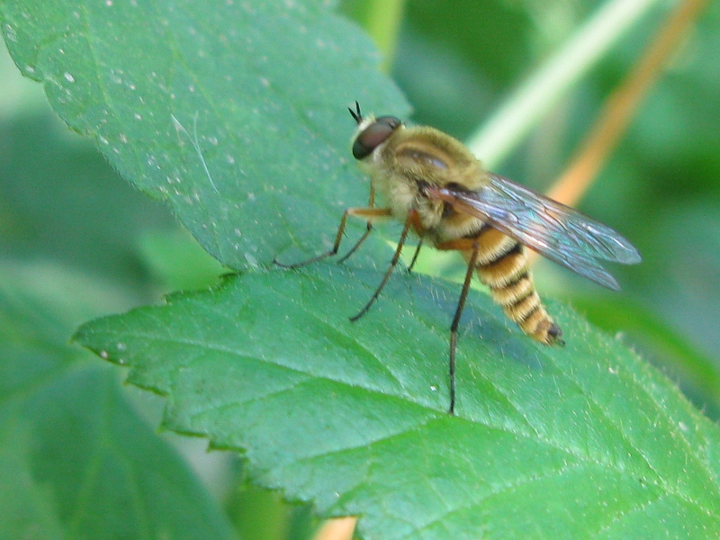Thereva spiloptera ?